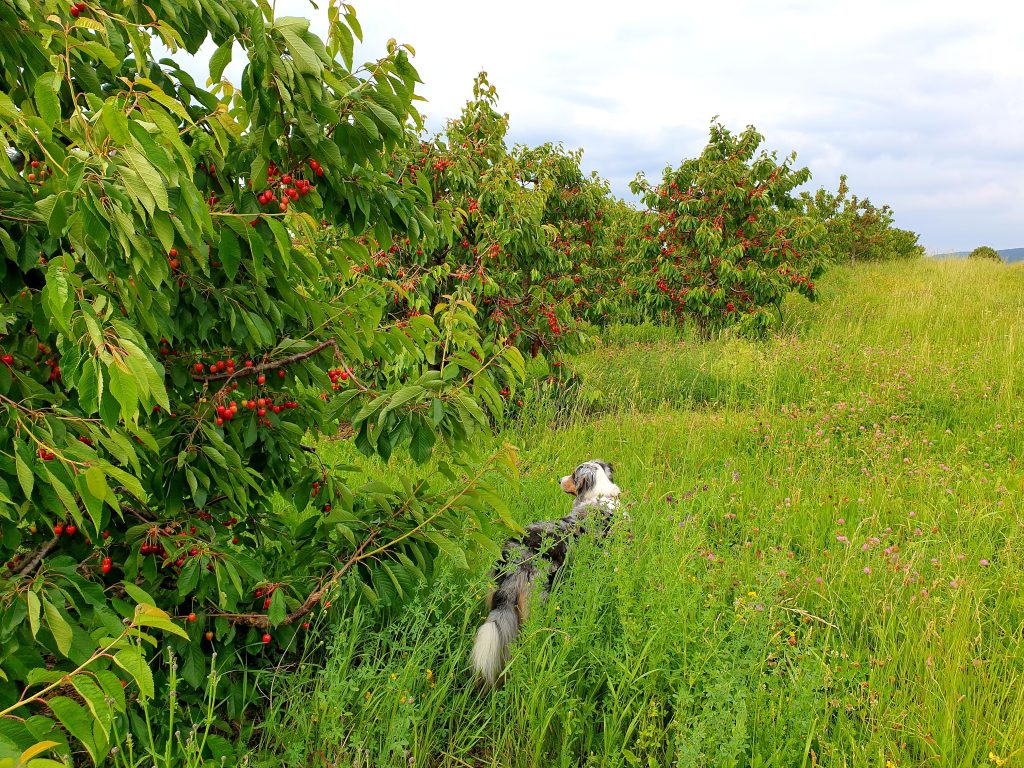 Kirschbäume kurz vor der Ernte am Riegelberg 2022