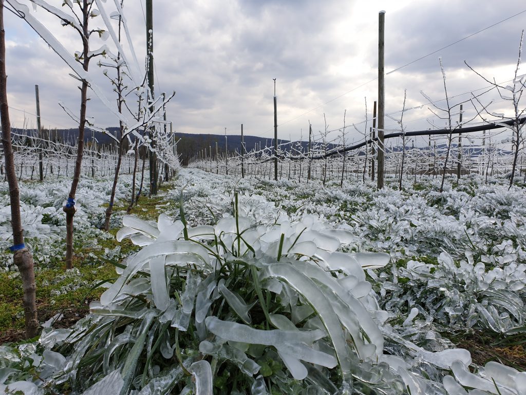 Frostberegnung der ganz jungen Apfel- und Birnbäume, März 2020