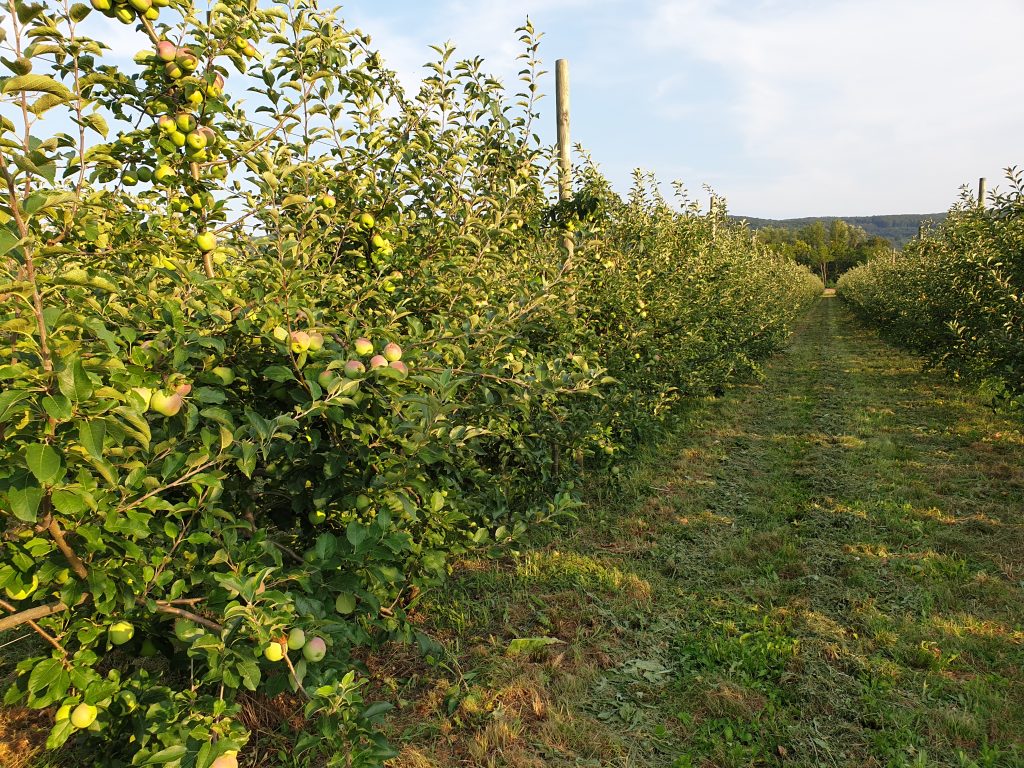 Apfelanlage im Sommer 2021