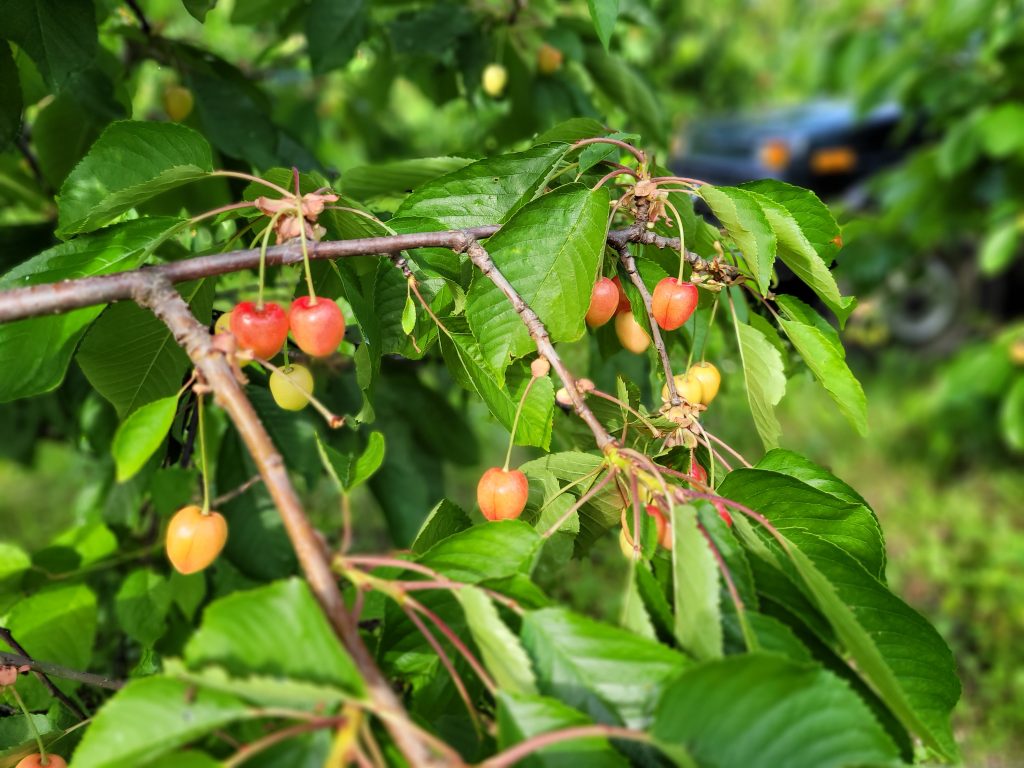 Unreife Kirschen (Juni 2023)