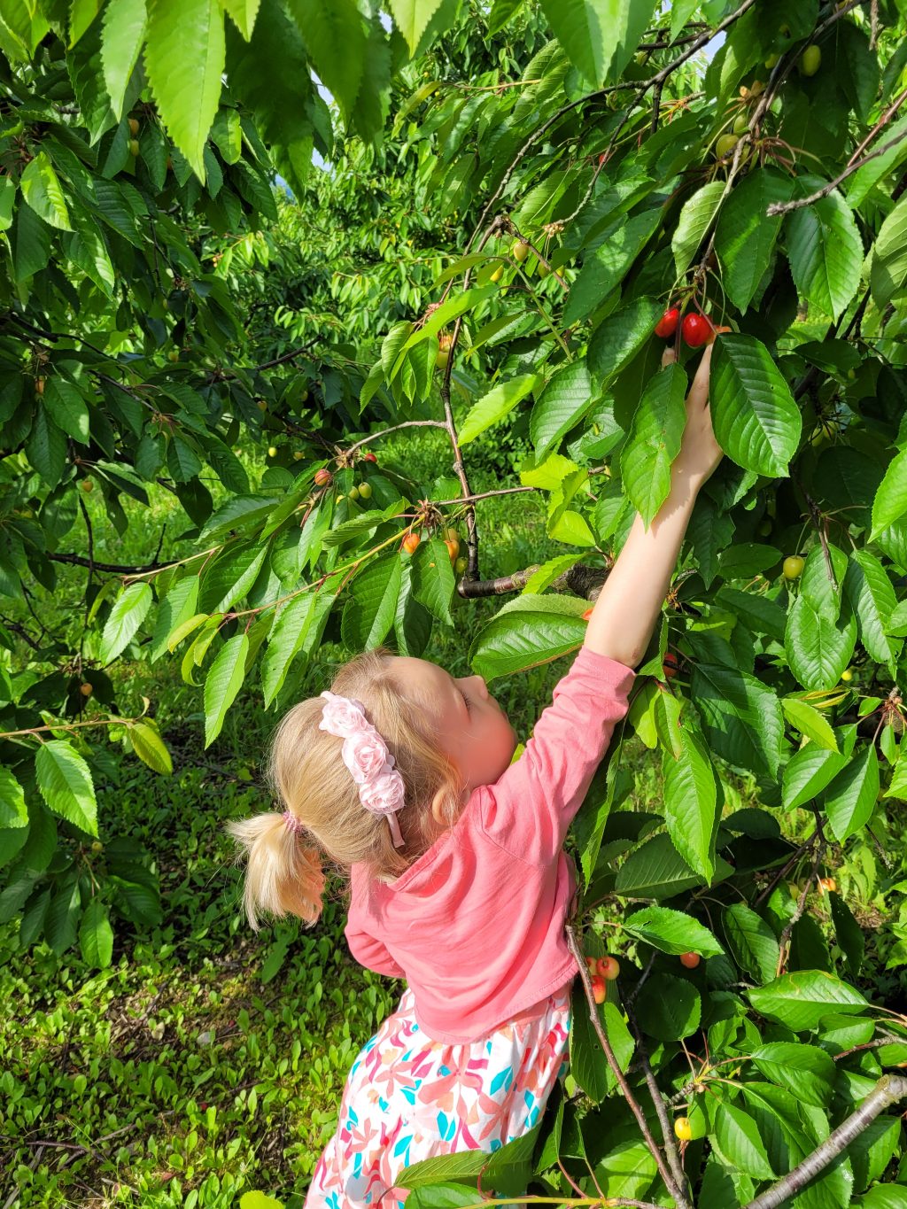 Tochter Valerie pflückt die noch unreifen Kirschen (Juni 2023)