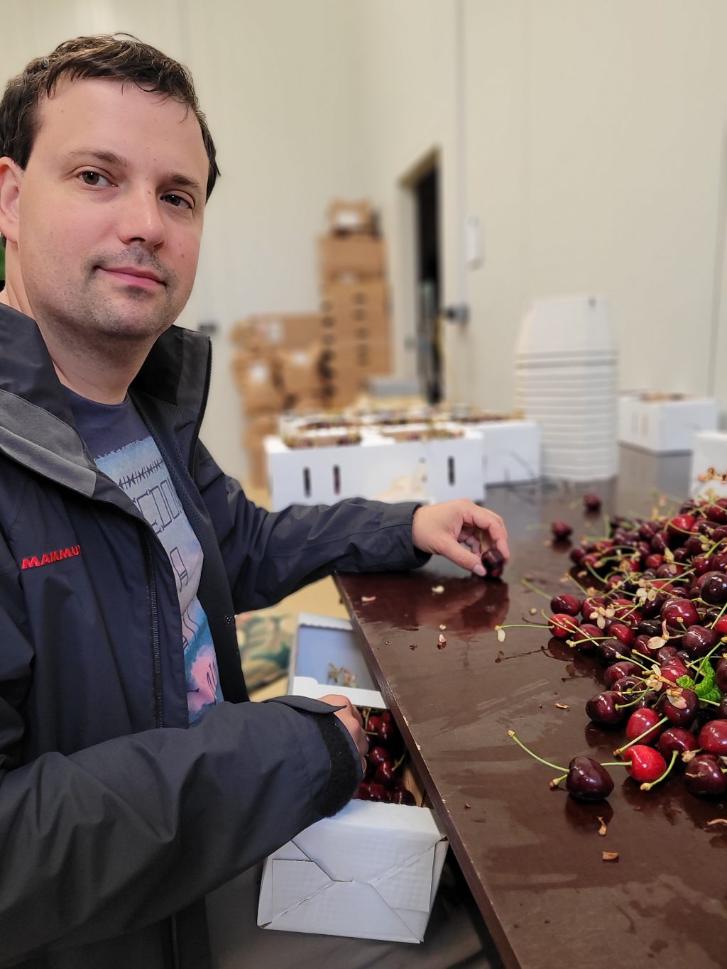 Der Chef höchstpersönlich beim Sortieren der Kirschen (Juni 2023)