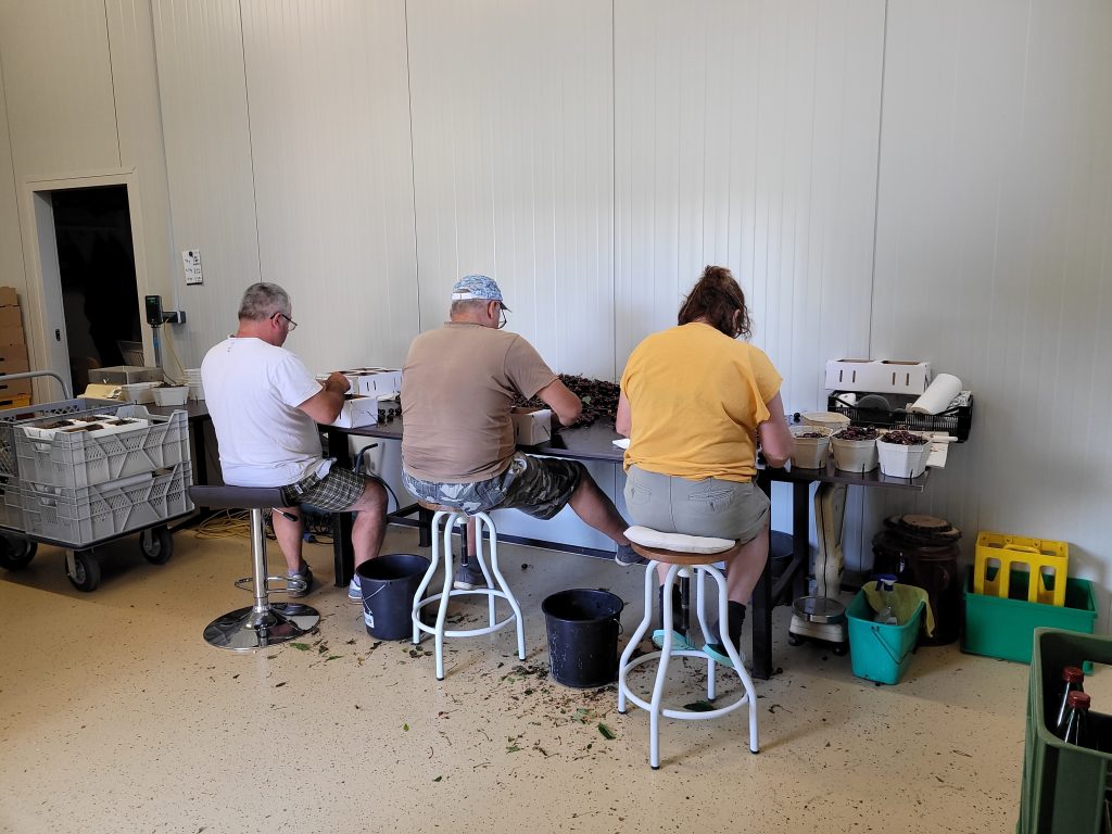 Arbeiter beim Sortieren der Kirschen (Juni 2023)