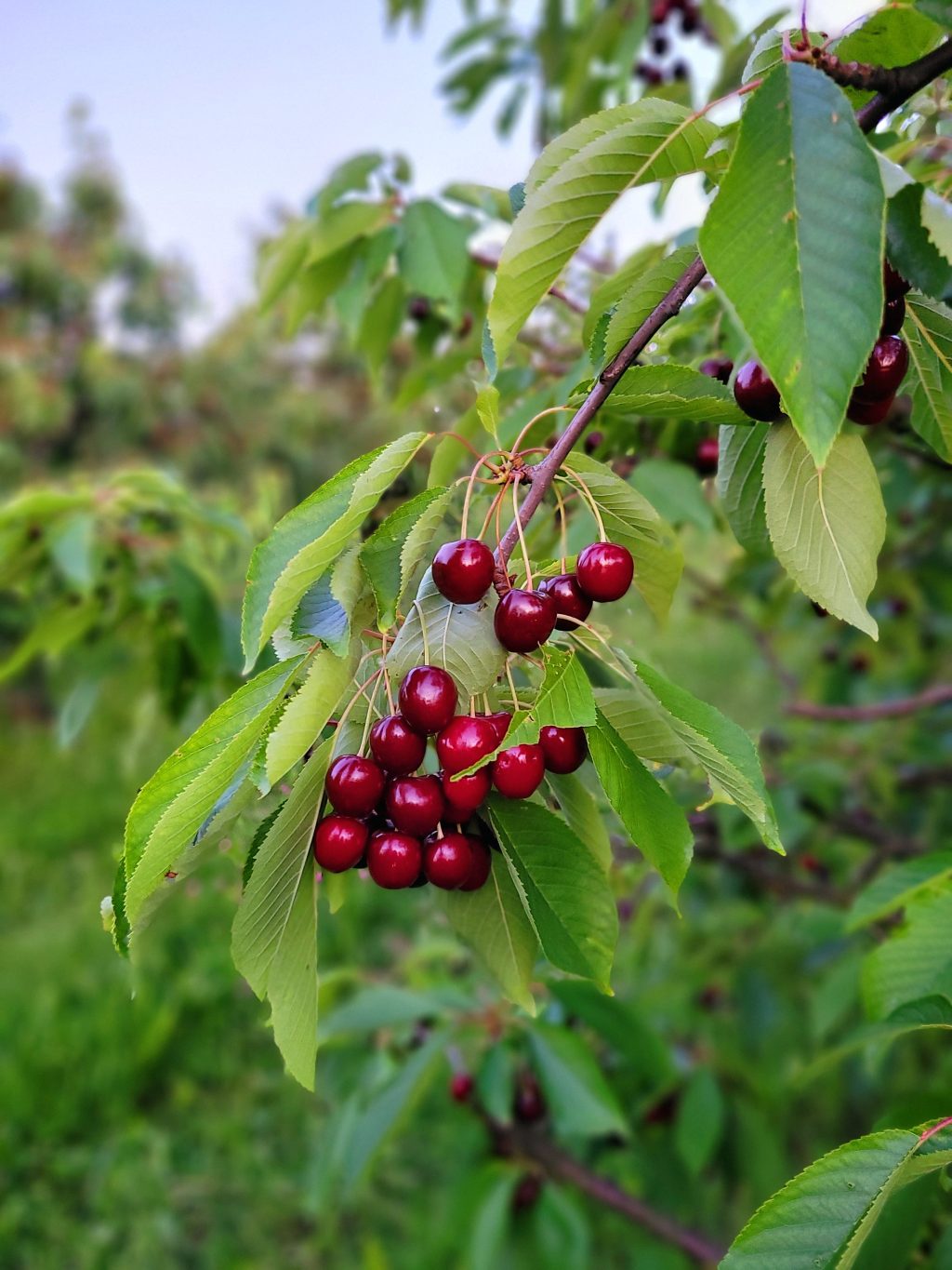 Kirschen am Ast (Juni 2023)