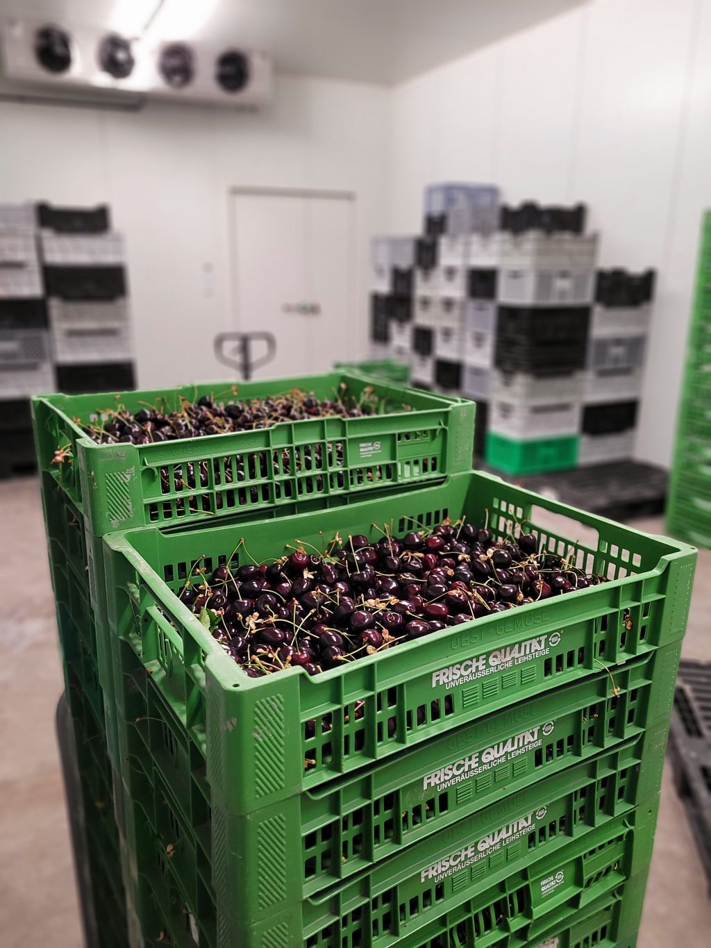 Kirschen im Kühllager (Juni 2023)