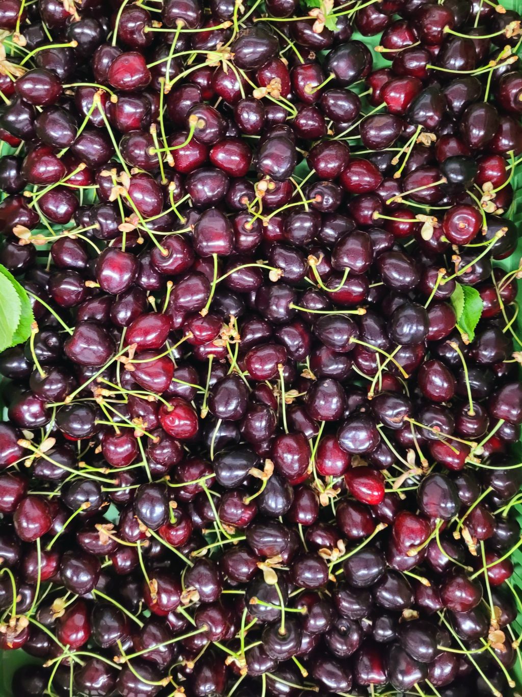 Kirschen (Juni 2023)