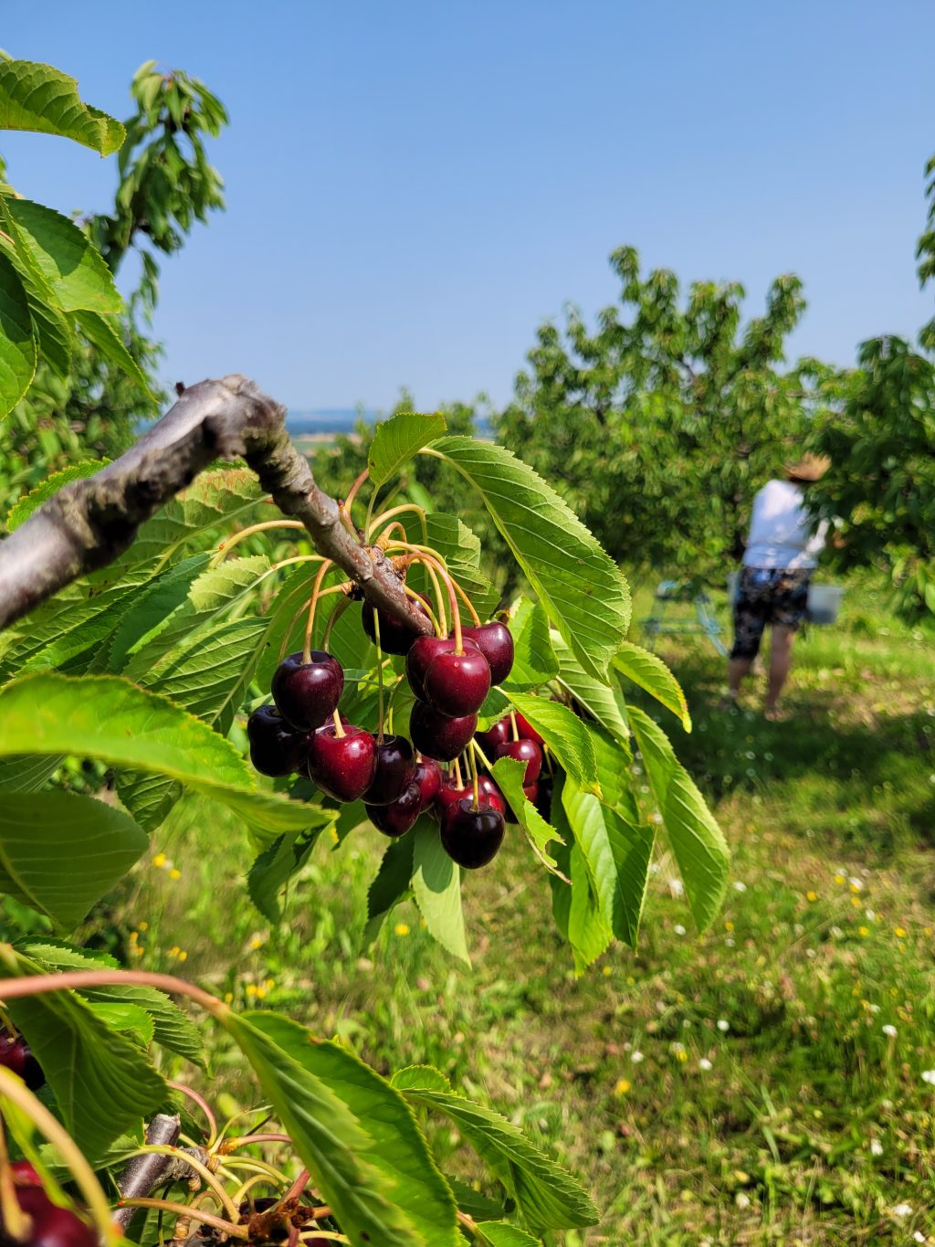 Kirschenernte (Juli 2023)