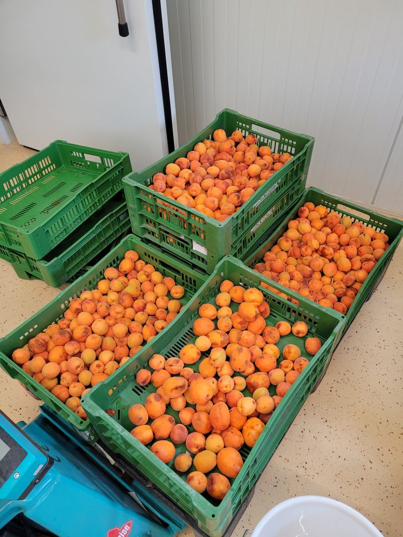 Reife 'Klosterneuburger Marille' für die Marmeladenproduktion 2023