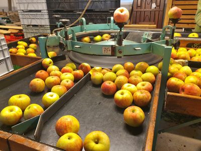 Alte Maschine zum Äpfelsortieren