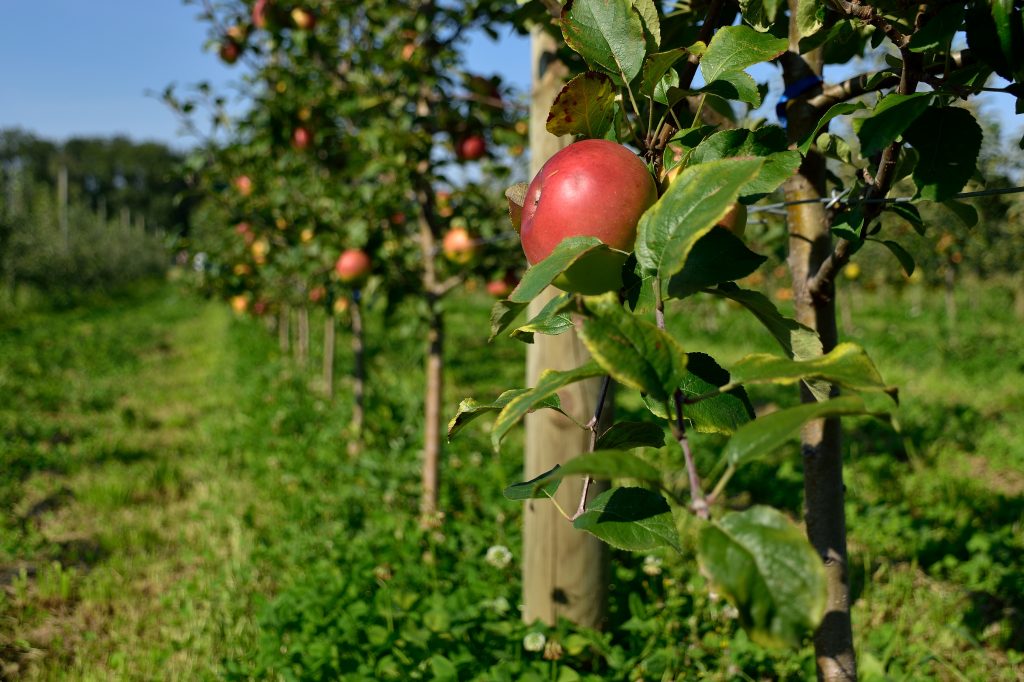 Neue Apfelanlage in Zeiselmauer 2020