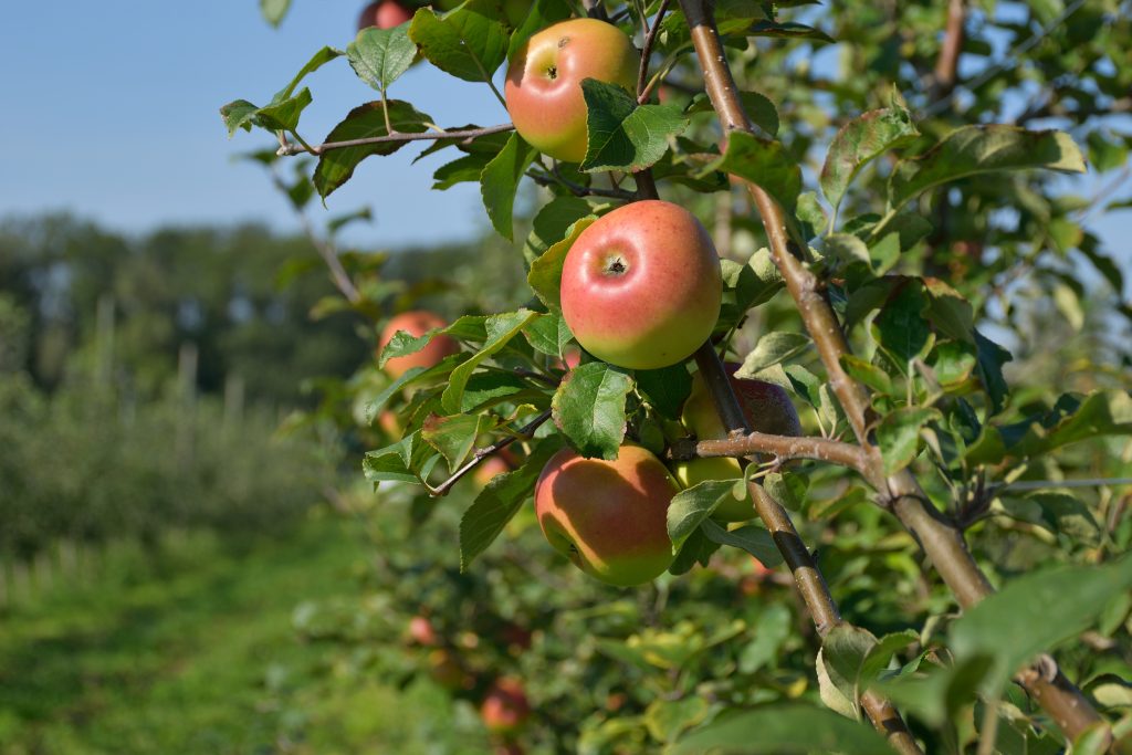 Neue Apfelanlage 2020