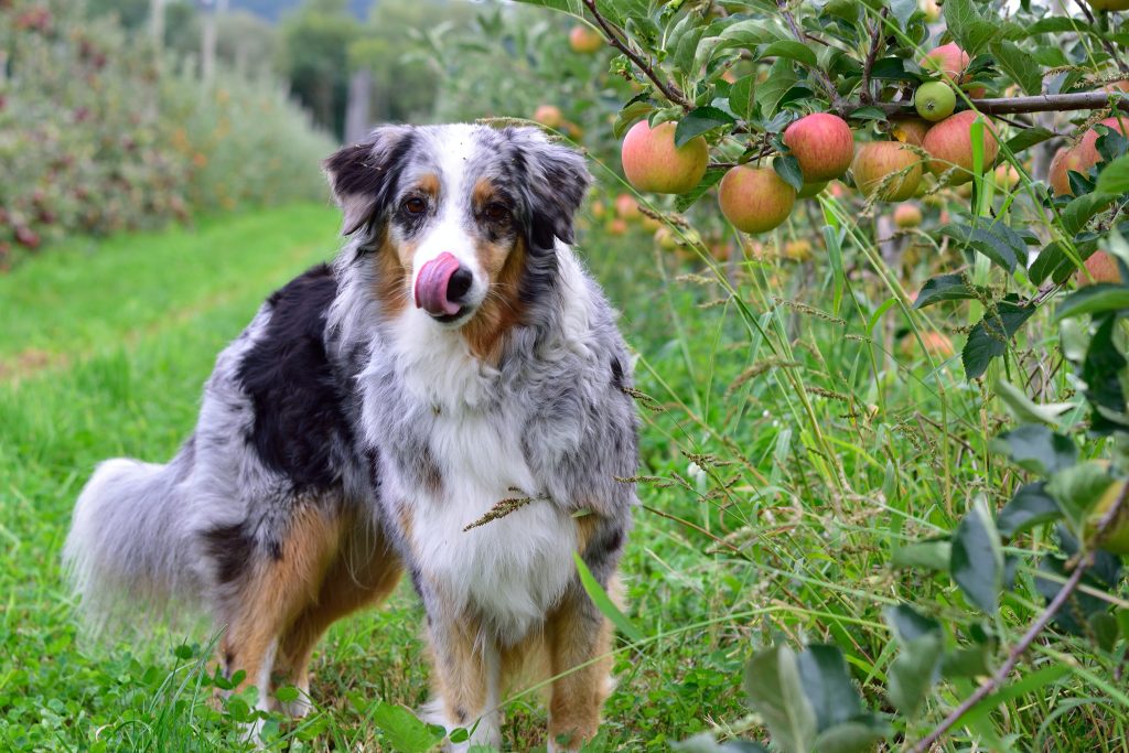 Kiwi schmeckt's - Apfelernte 2021