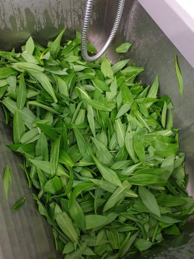 Frischer Bärlauch wird gewaschen