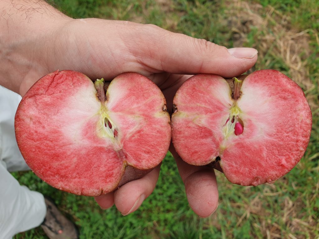 Rotfleischige Apfelsorte 'Baya Marisa' 2020