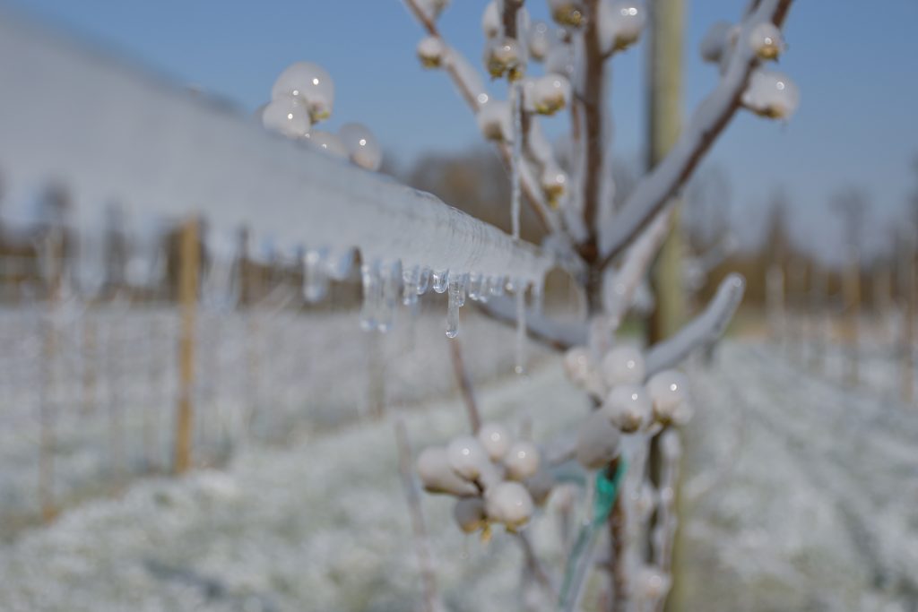 Frostberegnung 2020