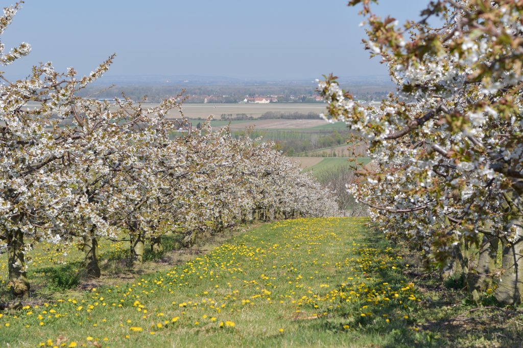 Kirschblüte März 2020