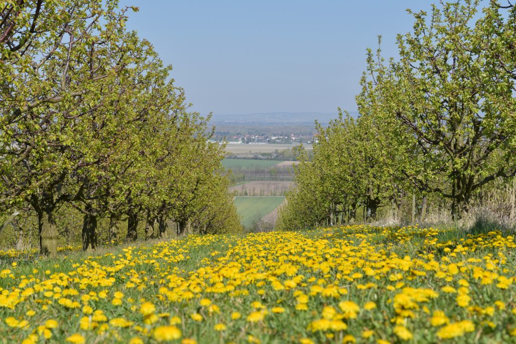 Löwenzahnwiese am Riegelberg März 2021