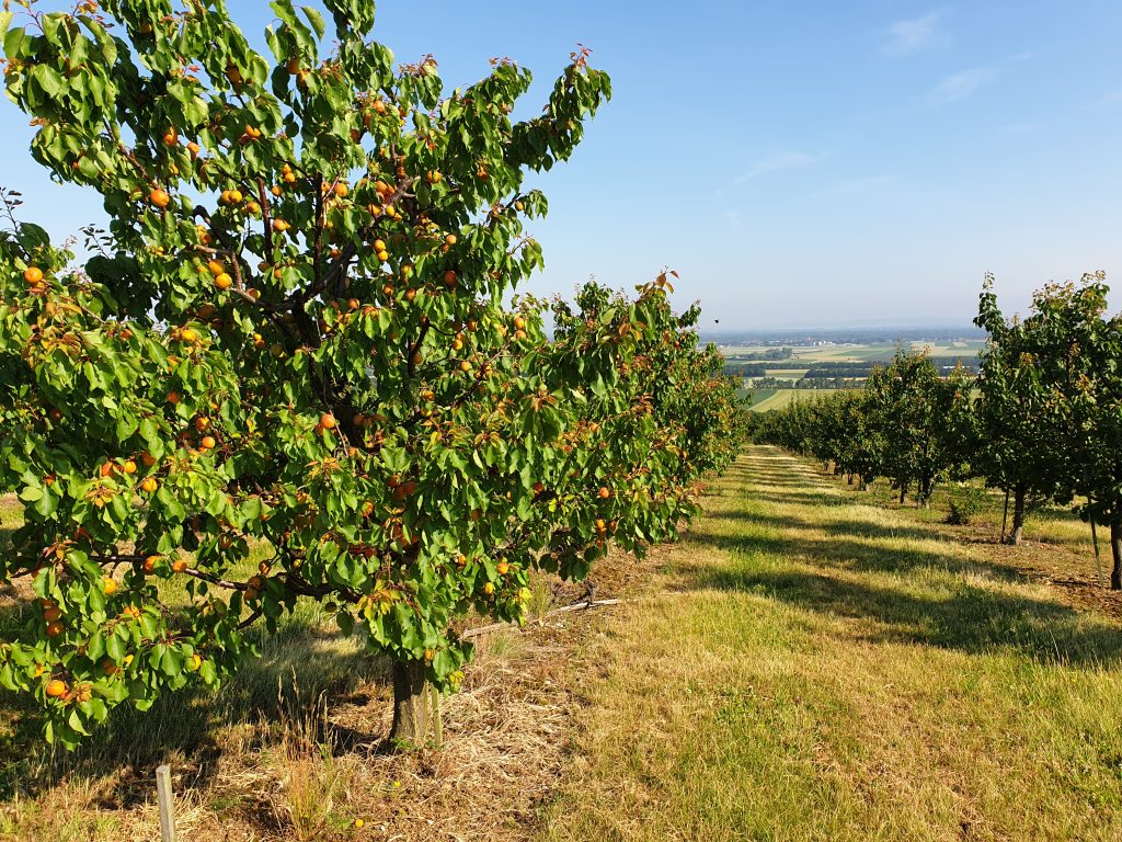 Marillen kurz vor der Ernte Riegelberg 2019