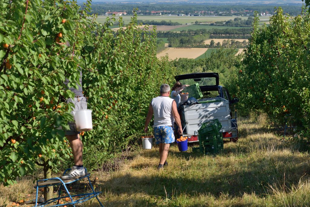 Marillenernte 2021 - herrlicher Ausblick auf das Tullnerfeld
