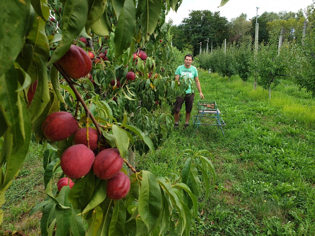 Nektarinenernte 2022