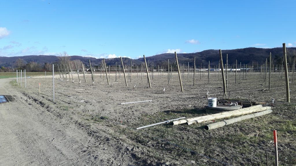 Neue Obstanlage im Aufbau 2019