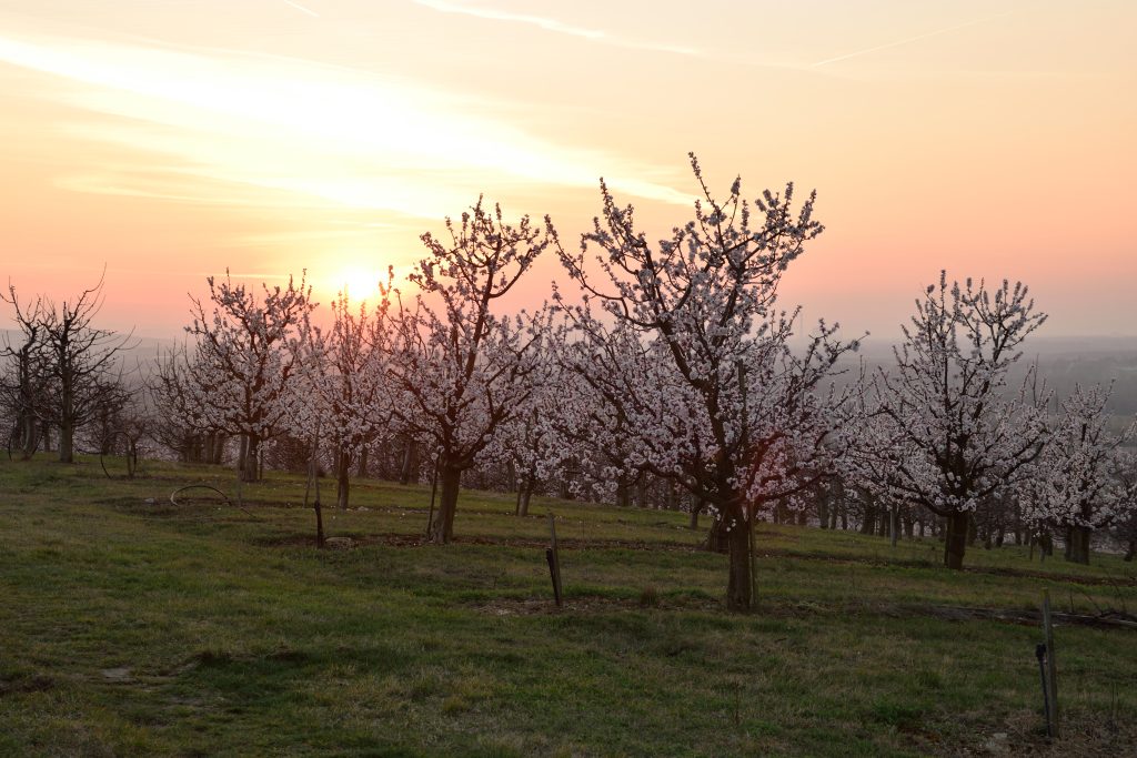 Zeitige Marillenblüte bei Sonnenuntergang Feb. 2020